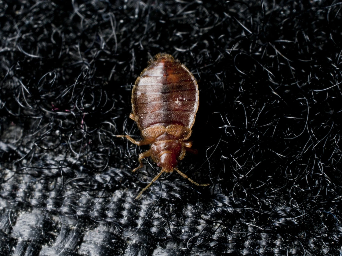 Bed Bug Treatments