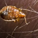 Bed Bug Treatments
