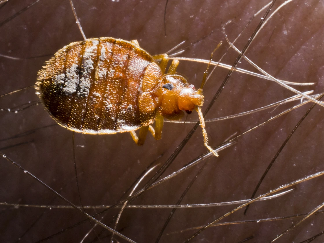Bed Bug Treatments
