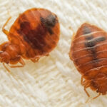 How Bed Bug Treatments Improve Long-Term Home Hygiene