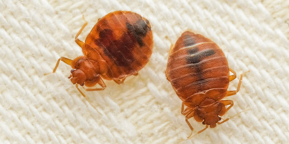 How Bed Bug Treatments Improve Long-Term Home Hygiene