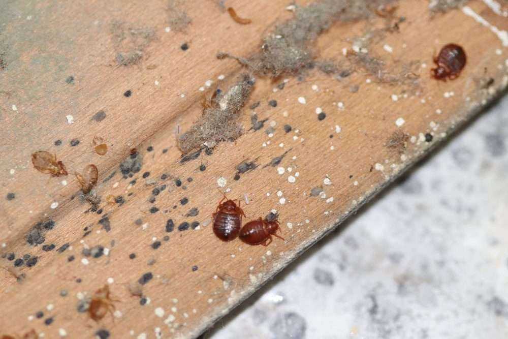 How Bed Bug Treatments Eliminate Hidden Infestations