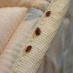 Can Bed Bug Treatments Prevent Future Infestations