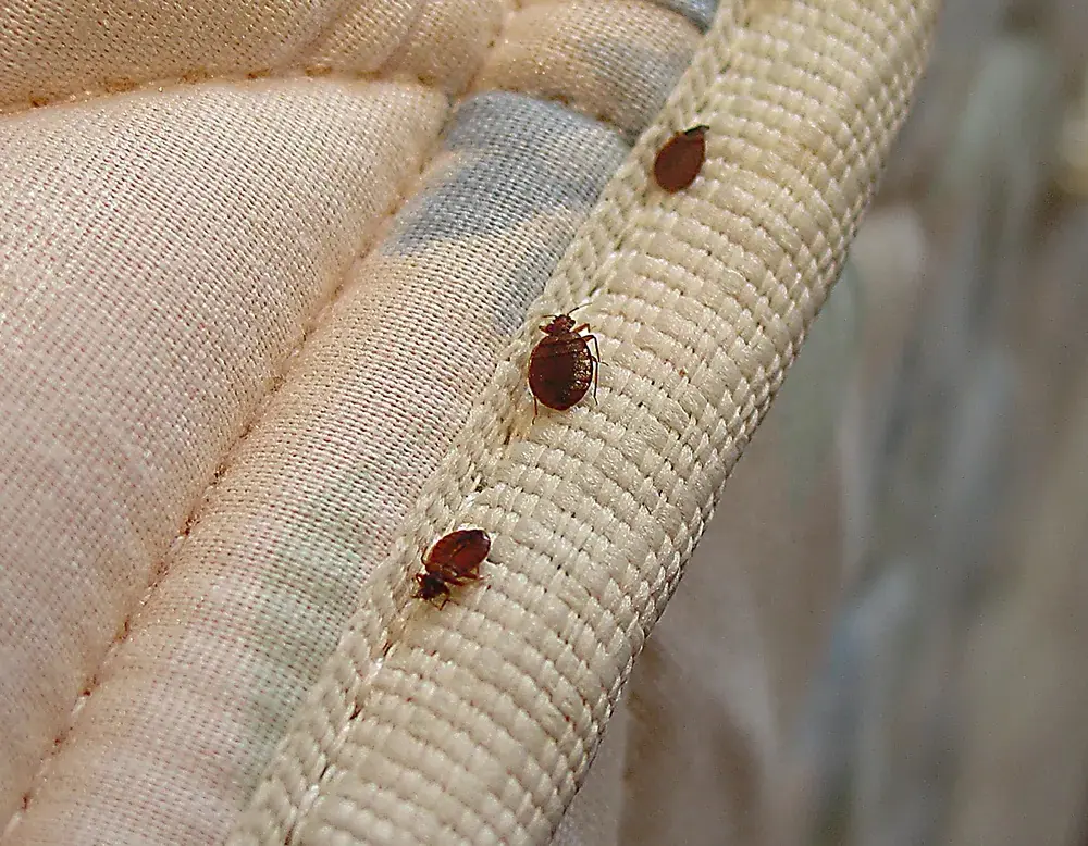 Can Bed Bug Treatments Prevent Future Infestations