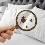 Can Bed Bug Treatments Stop Reinfestation Quickly