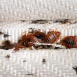 Where Bed Bug Treatments Should Be Applied First