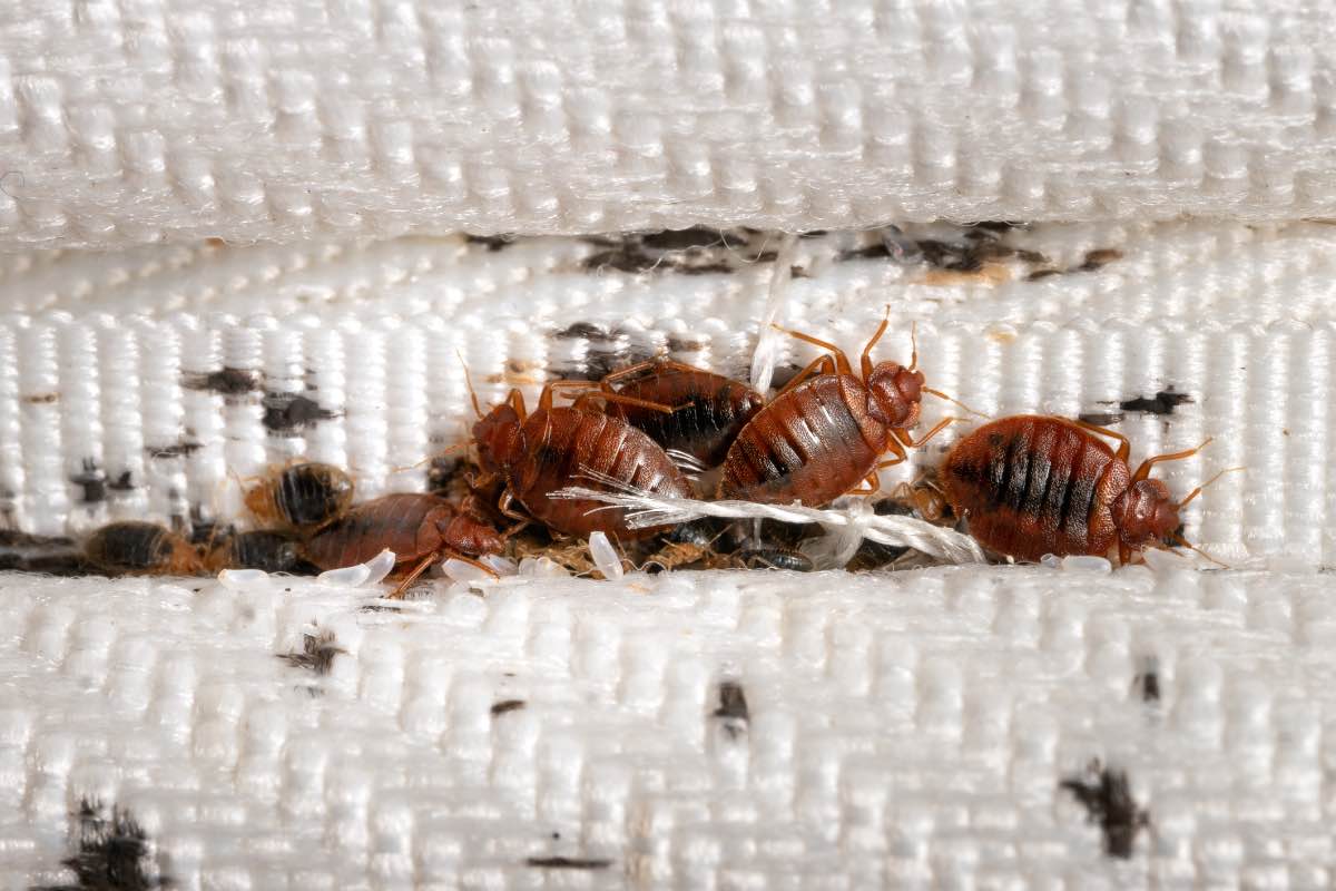 Where Bed Bug Treatments Should Be Applied First