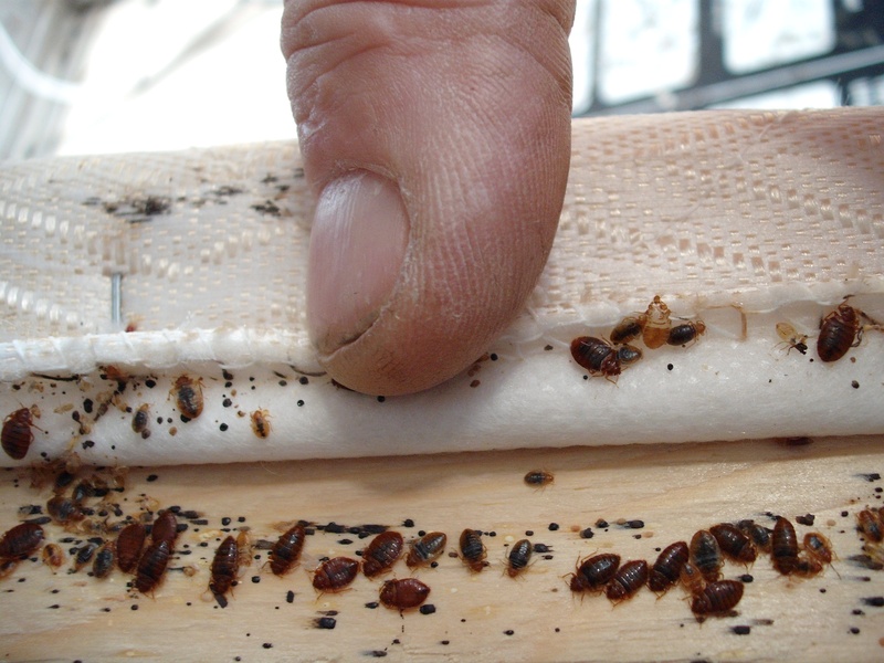 How Bed Bug Treatments Compare To Heat Methods