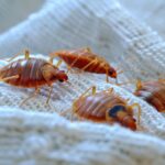 What Bed Bug Treatments Offer For Apartment Living
