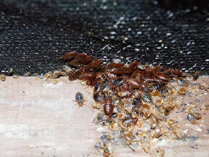 Why Bed Bug Treatments Fail In Some Homes