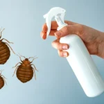 Should Bed Bug Treatments Be Used Immediately