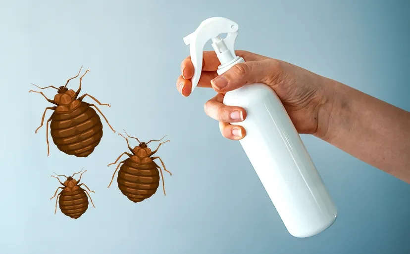 Should Bed Bug Treatments Be Used Immediately